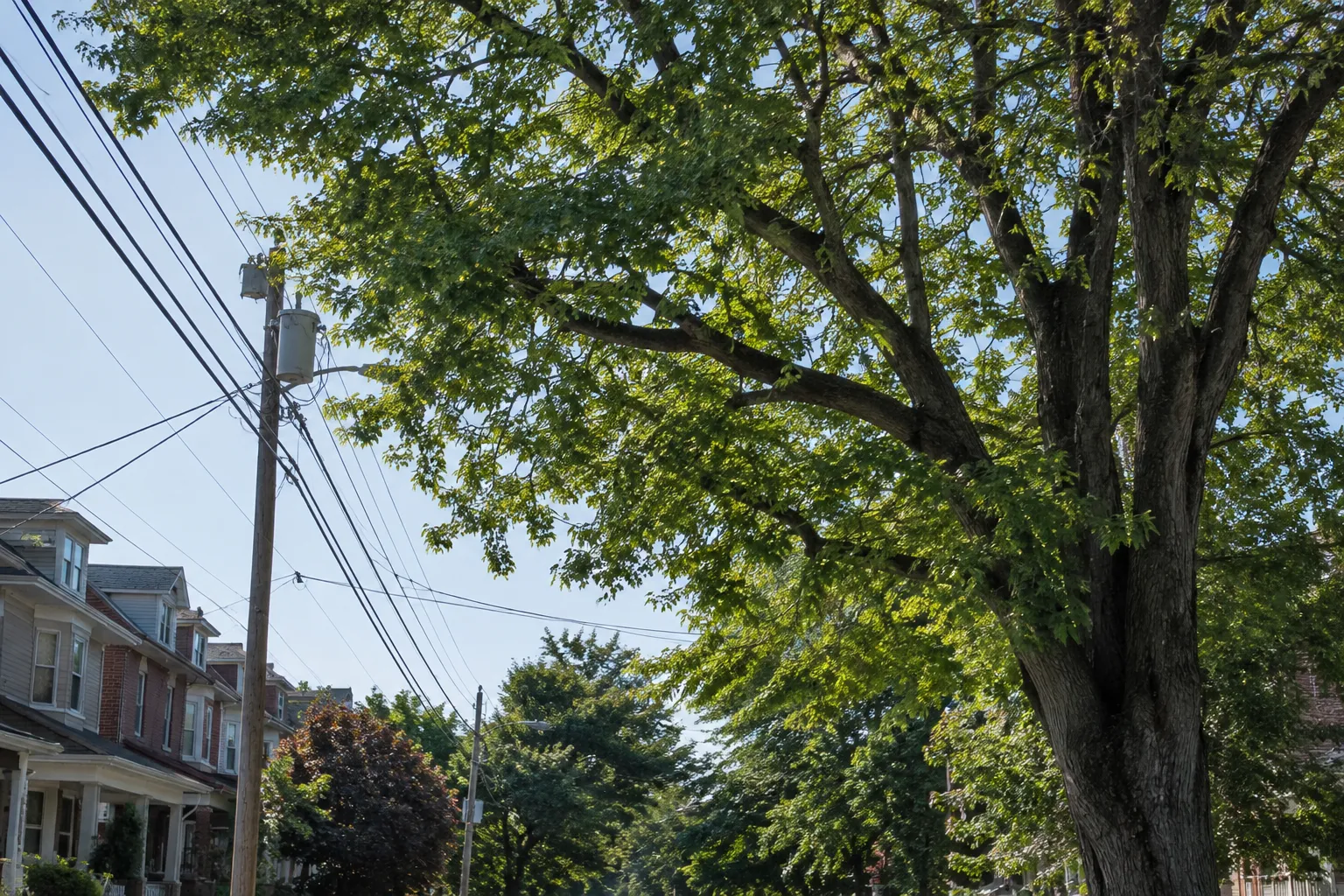 Tree branches close to power lines in a Philadelphia neighborhood